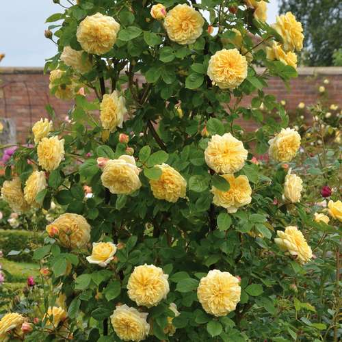  Rosa Teasing Georgia - David Austin Shrub Rose