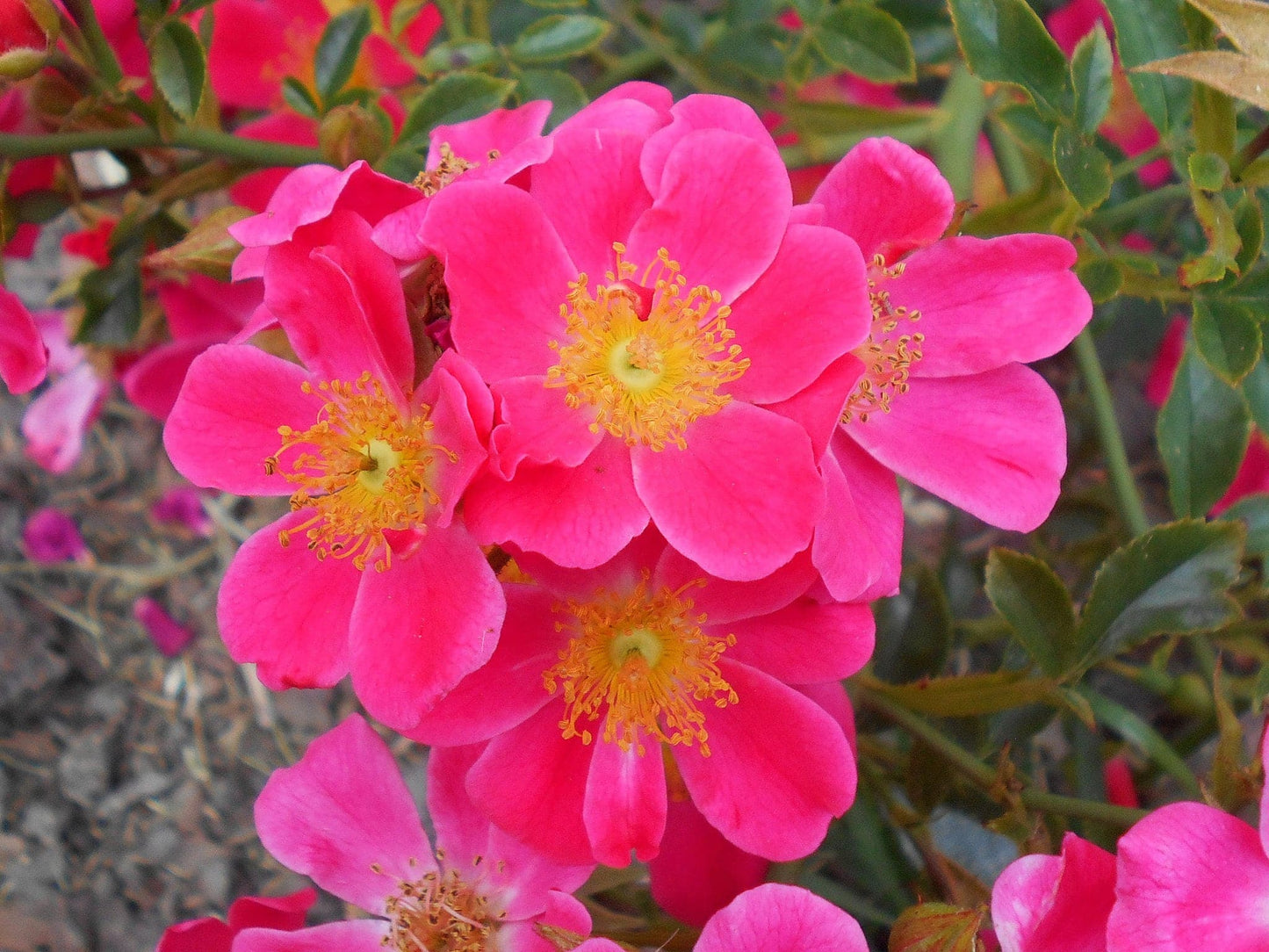  Rosa Hertfordshire