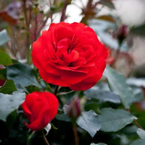  Rosa Trumpeter - Floribunda Shrub Rose