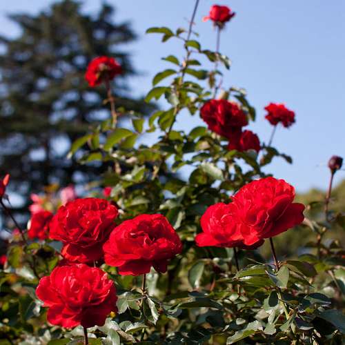  Rosa Trumpeter - Floribunda Shrub Rose
