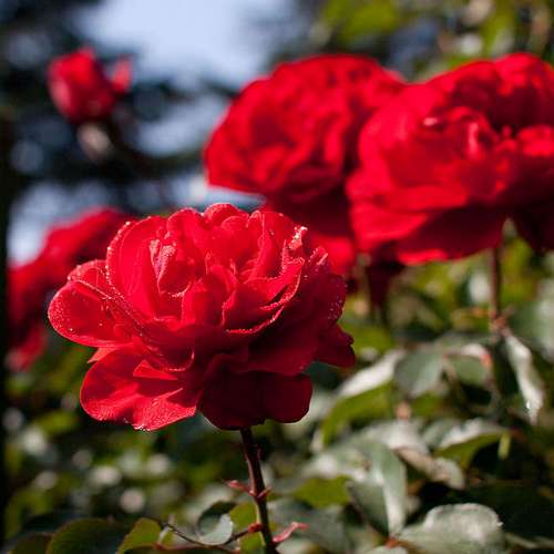  Rosa Trumpeter - Floribunda Shrub Rose