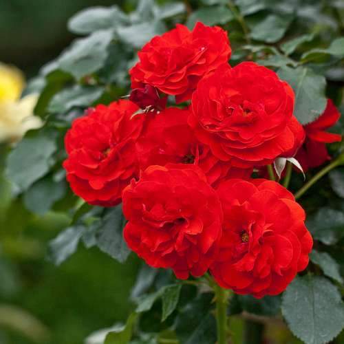  Rosa Trumpeter - Floribunda Shrub Rose