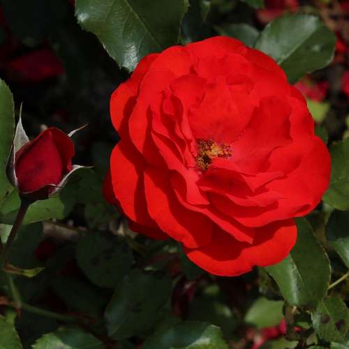  Rosa Trumpeter - Floribunda Shrub Rose
