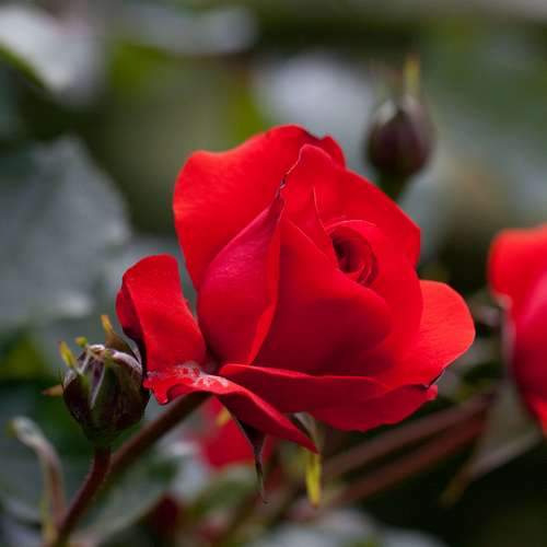  Rosa Trumpeter - Floribunda Shrub Rose