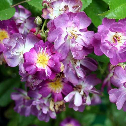  Rosa Veilchenblau - Rambling Rose