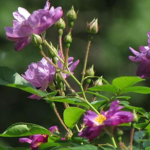  Rosa Veilchenblau - Rambling Rose