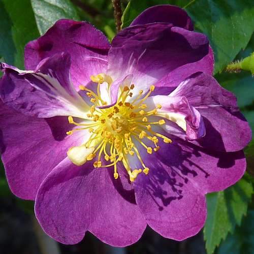  Rosa Veilchenblau - Rambling Rose