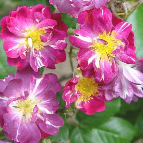  Rosa Veilchenblau - Rambling Rose