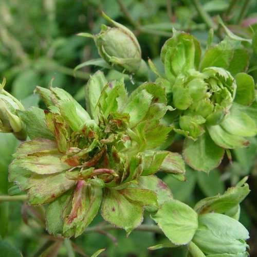  Rosa Viridiflora