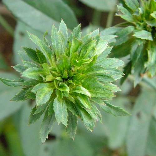  Rosa Viridiflora