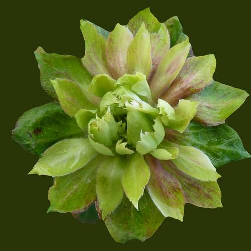  Rosa Viridiflora