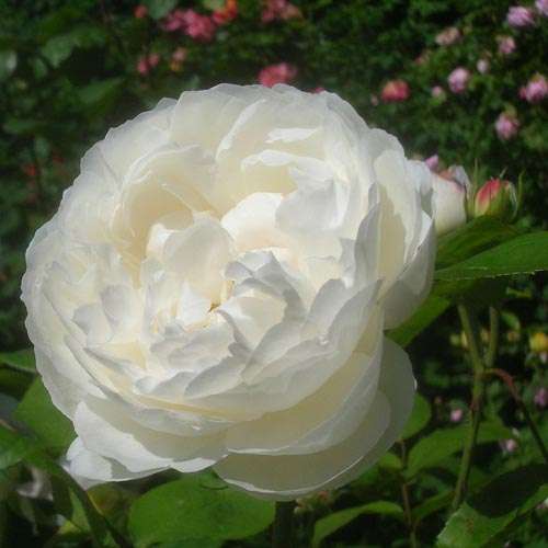  Rosa Auscat (Winchester Cathedral)- David Austin Shrub Rose