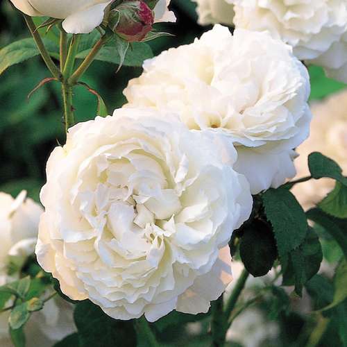  Rosa Auscat (Winchester Cathedral)- David Austin Shrub Rose