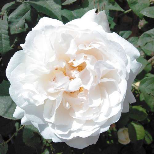 Rosa Auscat (Winchester Cathedral)- David Austin Shrub Rose