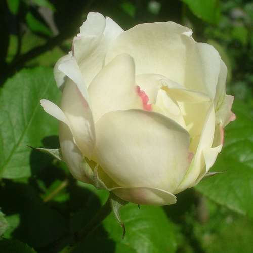  Rosa Auscat (Winchester Cathedral)- David Austin Shrub Rose