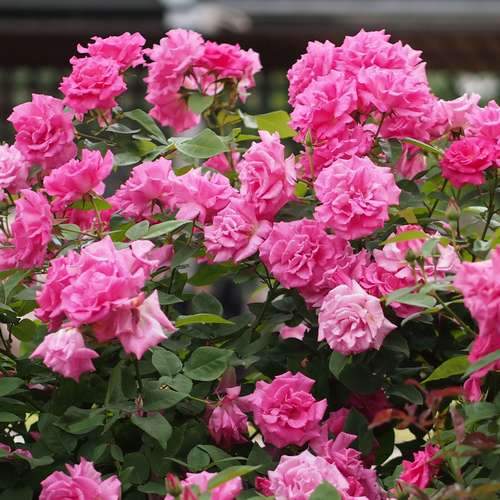  Rosa Zéphirine Drouhin - Climbing Rose