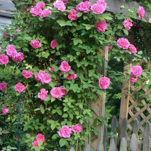  Rosa Zéphirine Drouhin - Climbing Rose