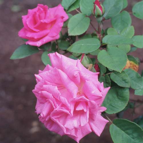  Rosa Zéphirine Drouhin - Climbing Rose