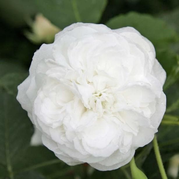  Rosa Boule De Neige - Old Bourbon Shrub Rose