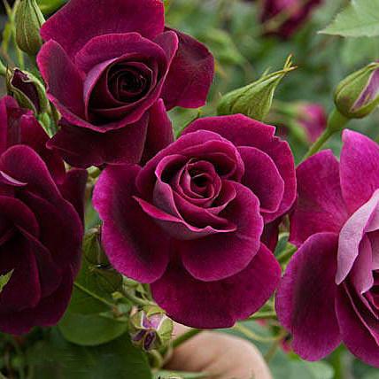  Rosa Burgundy Ice - Floribunda Shrub Rose