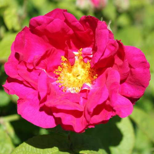  Rosa Gallica Officinalis - Old Shrub Rose