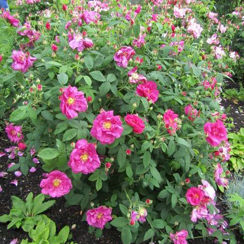  Rosa Gallica Officinalis - Old Shrub Rose