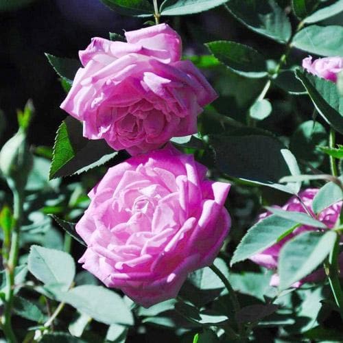  Rosa Hermosa - Old Shrub Rose