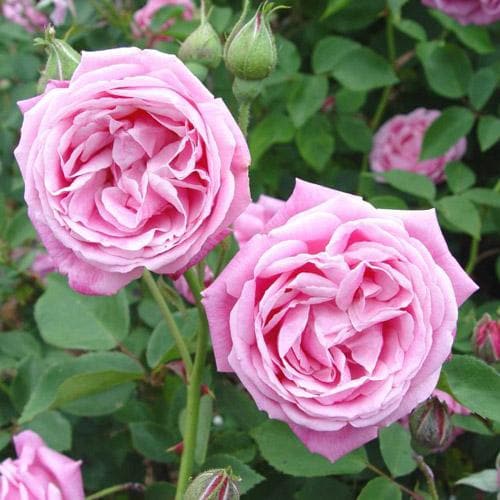  Rosa Hermosa - Old Shrub Rose
