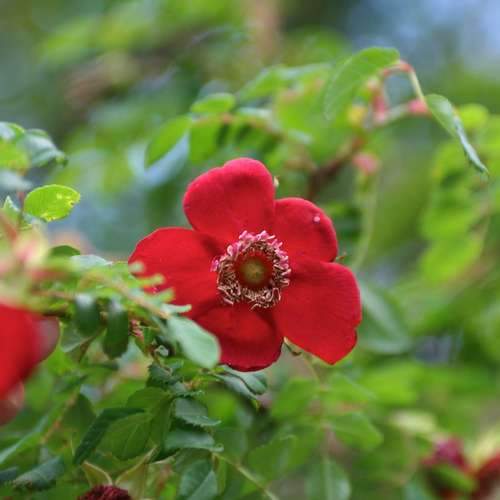  Rosa Moyesii Geranium -Shrub Rose