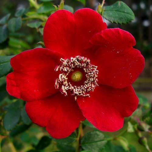  Rosa Moyesii Geranium -Shrub Rose