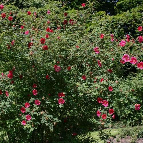 Rosa Moyesii Geranium -Shrub Rose