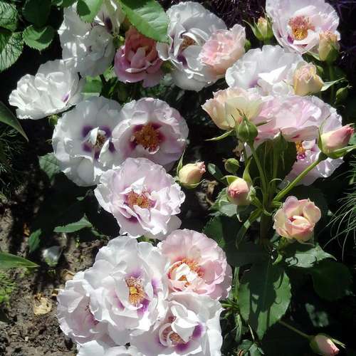  Rosa Persica Eyes For You
