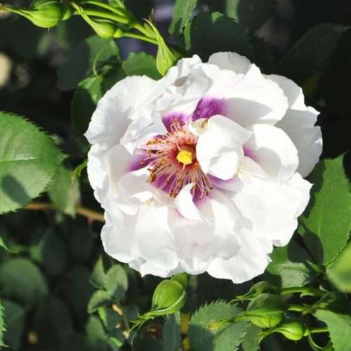  Rosa Persica Eyes For You