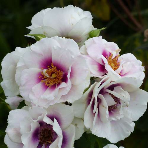  Rosa Persica Eyes For You