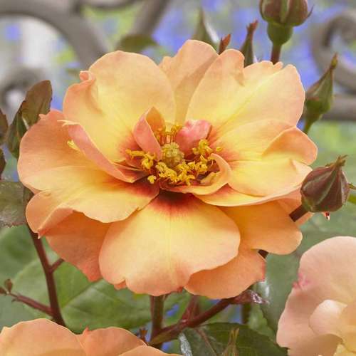  Rosa Persica Persian Sun