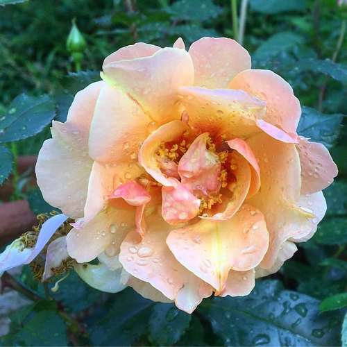  Rosa Persica Persian Sun