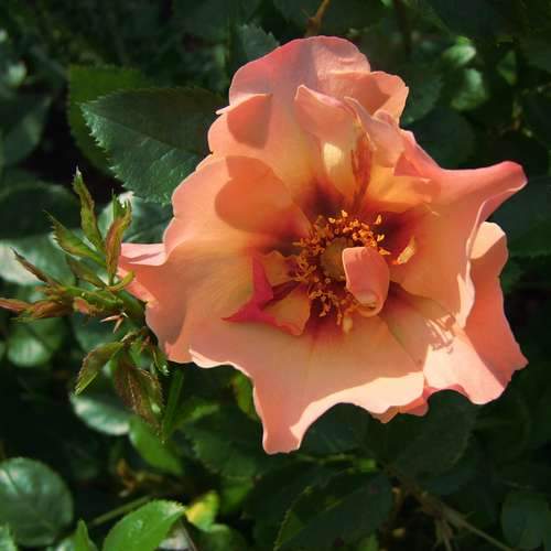  Rosa Persica Persian Sun