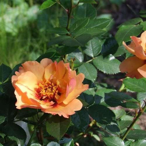  Rosa Persica Persian Sun