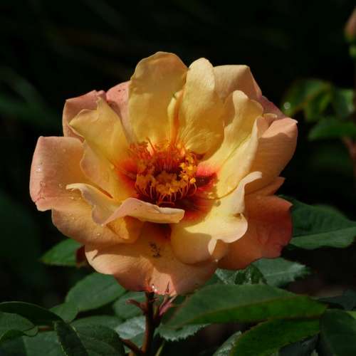  Rosa Persica Persian Sun