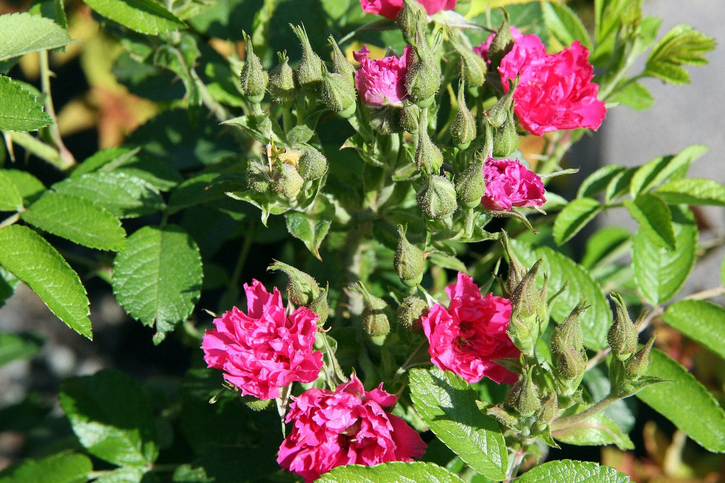  Rosa Rugosa F J Grootendorst