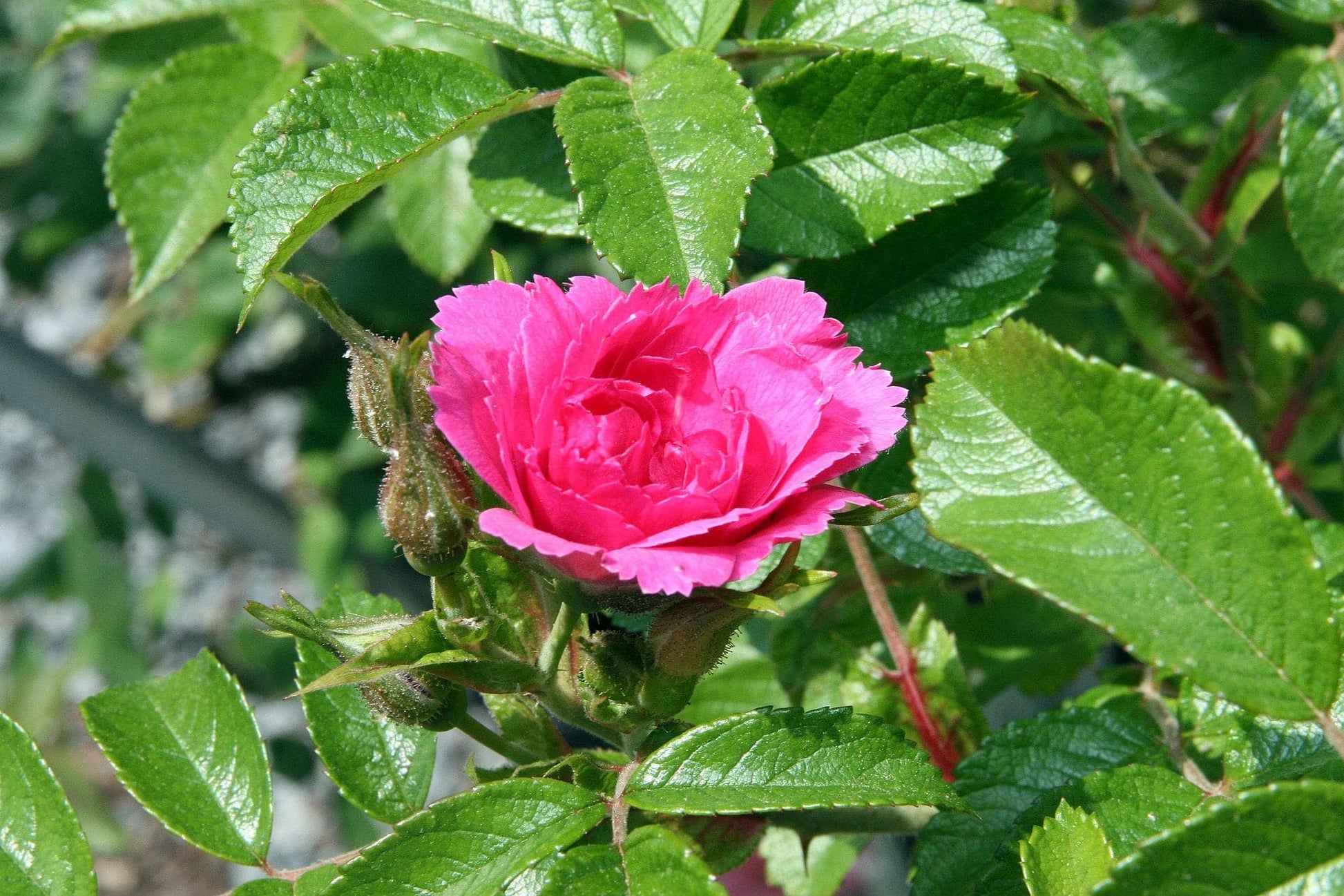  Rosa Rugosa F J Grootendorst