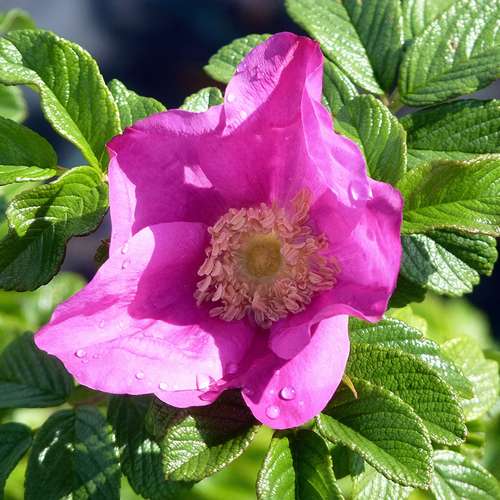  Rosa Rugosa Scabrosa