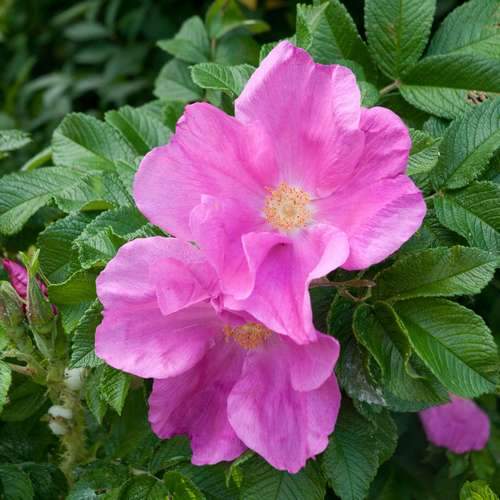  Rosa Rugosa Scabrosa