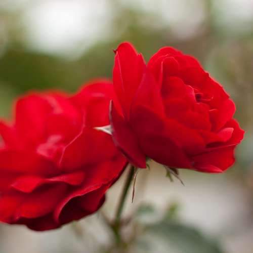  Rosa Trumpeter - Floribunda Shrub Rose