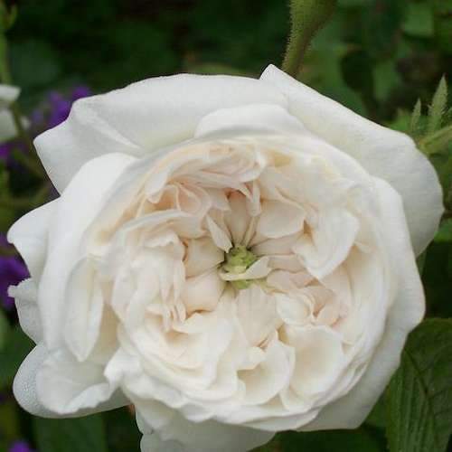  Rosa Madame Hardy - Old Shrub Rose