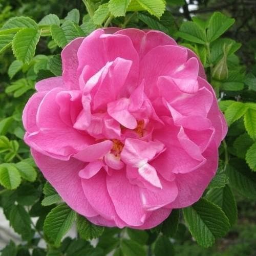  Rosa Jens Munk - Rugosa Rose