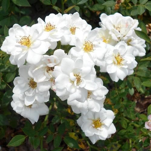  Rosa Kent (Pyrenees) - Groundcover Rose