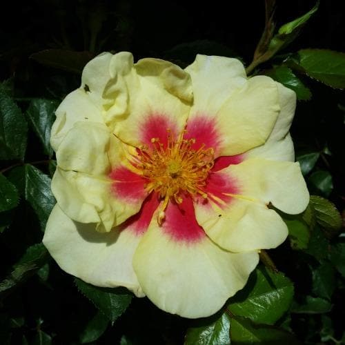  Rosa Persica Eye Of The Tiger