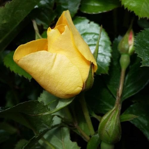  Rosa Persica Eye Of The Tiger