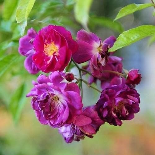  Rosa Purple Skyliner - Rambling Rose